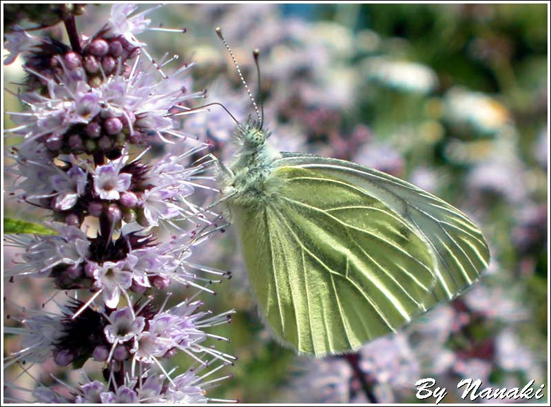 Sommerfugl macro